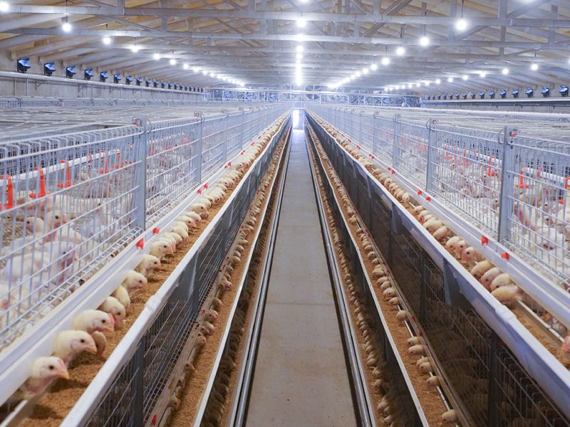 自動化蛋雞飼養(yǎng)設備廠家教你增加產蛋量