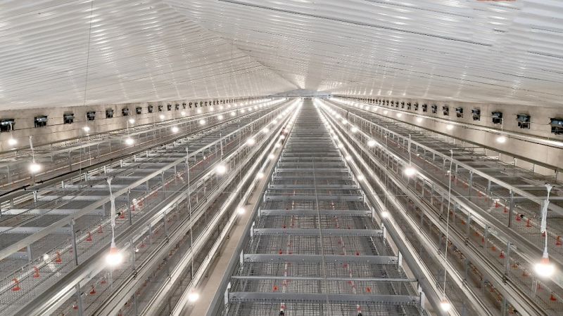 這種蛋雞飼養(yǎng)設(shè)備使用時(shí)會(huì)遇到哪些問(wèn)題？