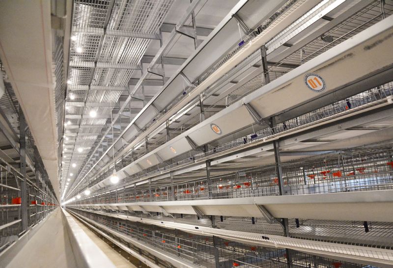 超高層疊養(yǎng)雞設(shè)備好在哪？