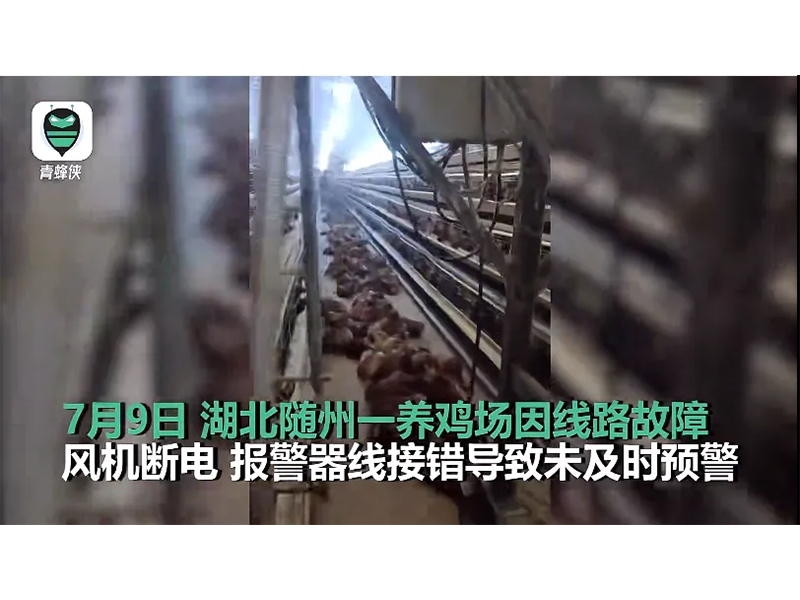 4000只雞被熱死！湖北養(yǎng)雞場停電故障給我們的啟示