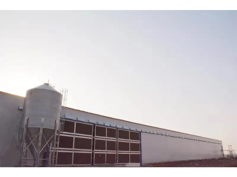 想要把雞養(yǎng)好，這些細(xì)節(jié)不可忽視