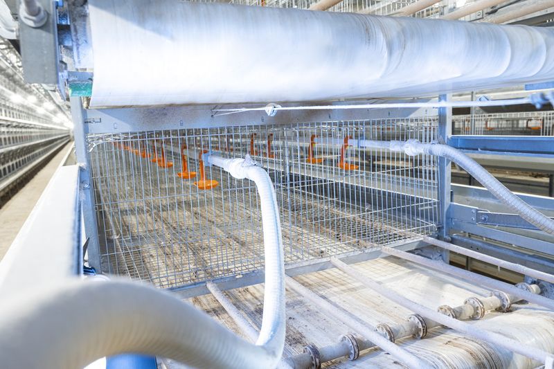 自動化養(yǎng)雞喂料設備出現問題怎么辦？