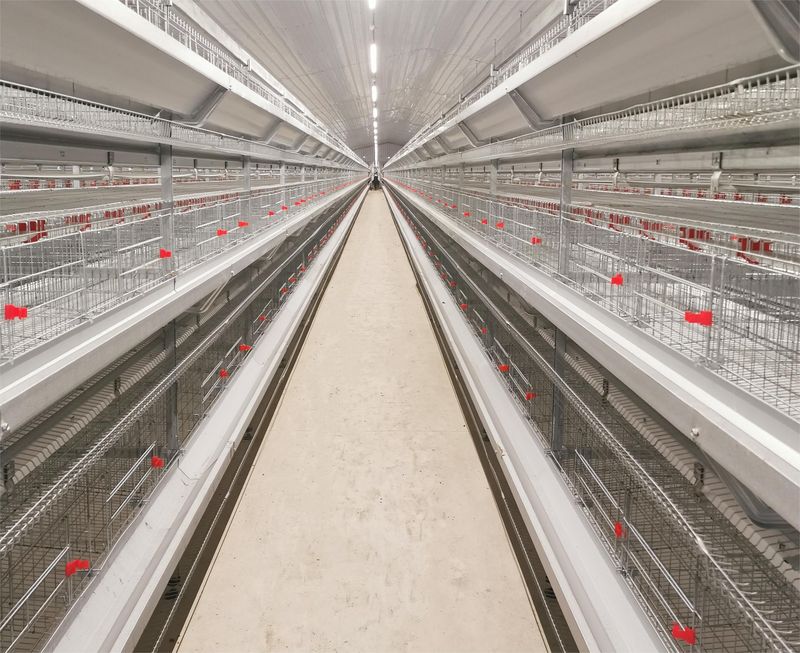 超高層疊養(yǎng)雞是一種什么飼養(yǎng)方式？