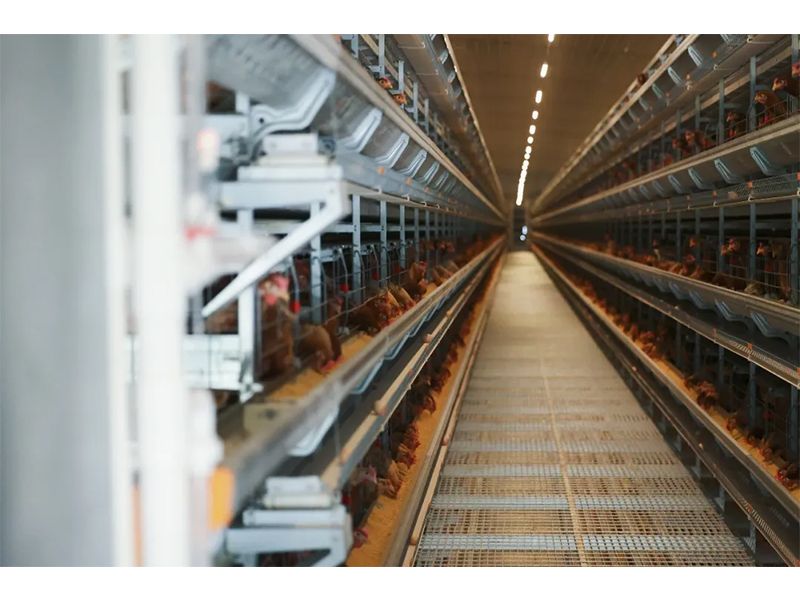 規(guī)模養(yǎng)雞場如何防范和應對雷暴大風等強對流天氣？